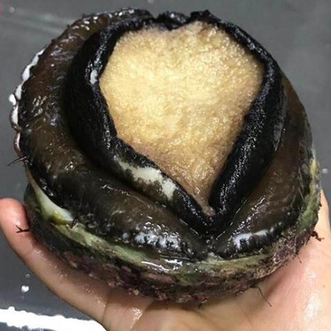 &#28216;&#33351;&#20250;&#40;&#20013;&#25991;&#41;&#23448;&#26041;&#32593;&#31449;